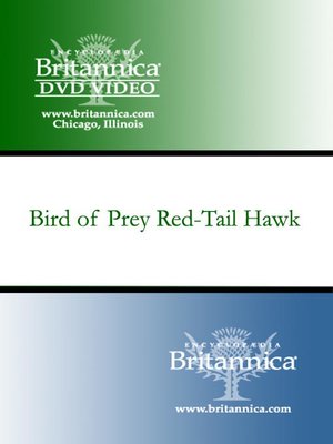 cover image of Bird of Prey Red-Tail Hawk